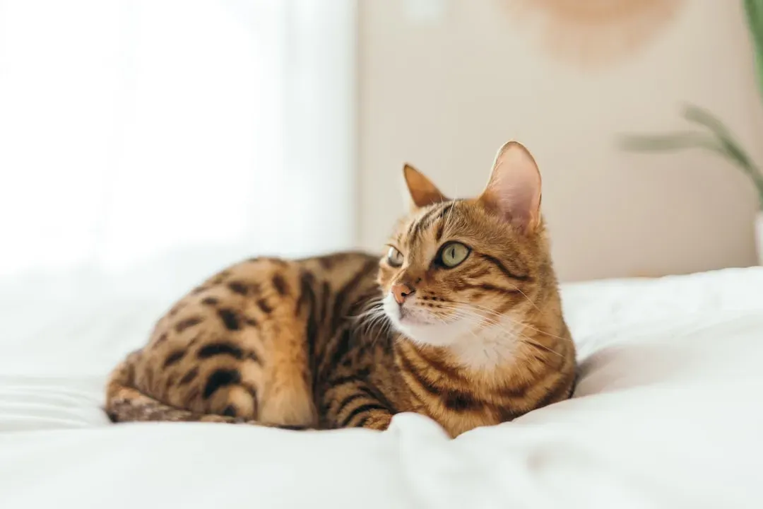 Conclusion – Choosing The Right Cat For Florida Life (Image Credits: Unsplash)