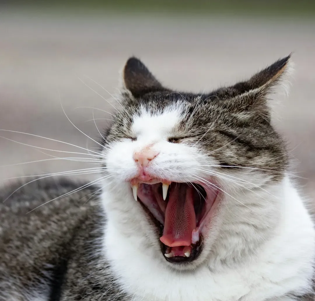 The Yowl: When Something Is Genuinely Wrong (Image Credits: Unsplash)