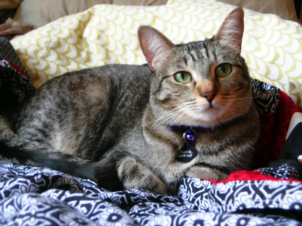 Creating a Safe Comfort Zone Instead (Image Credits: Flickr)