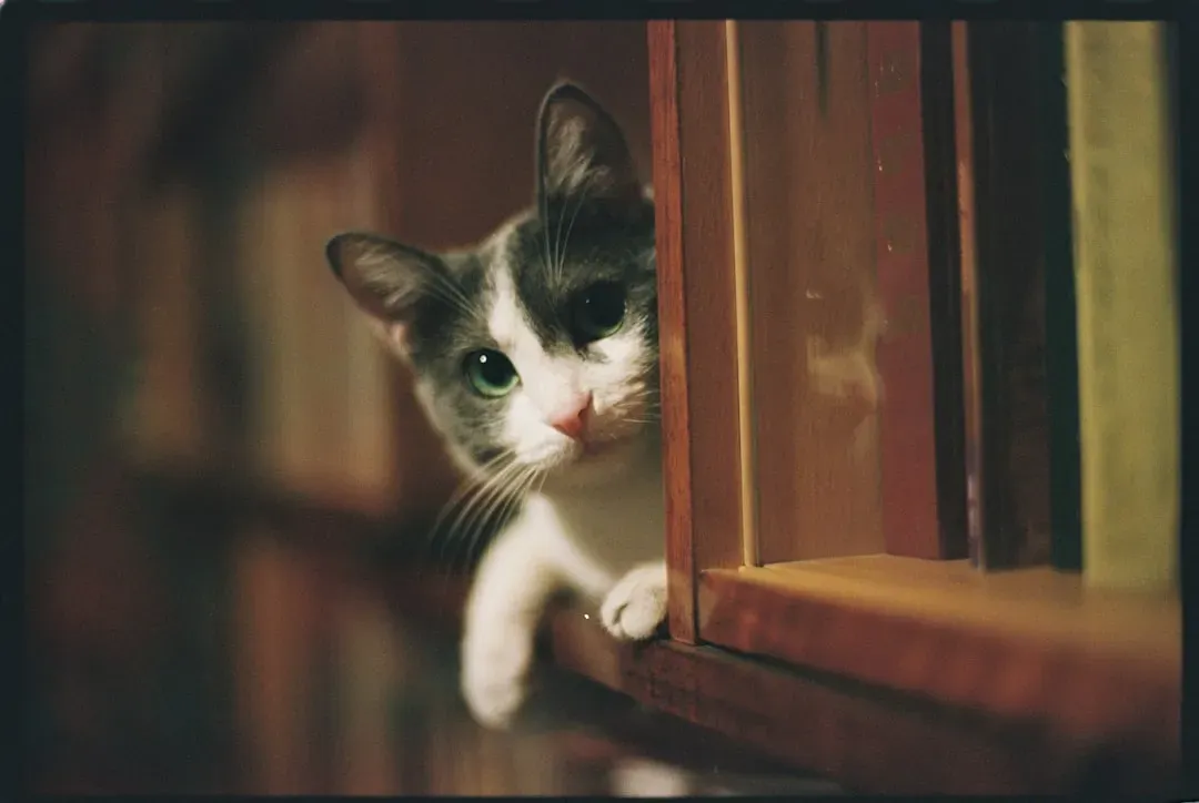 Mental Stimulation That Beats Any Puzzle Toy (Image Credits: Unsplash)