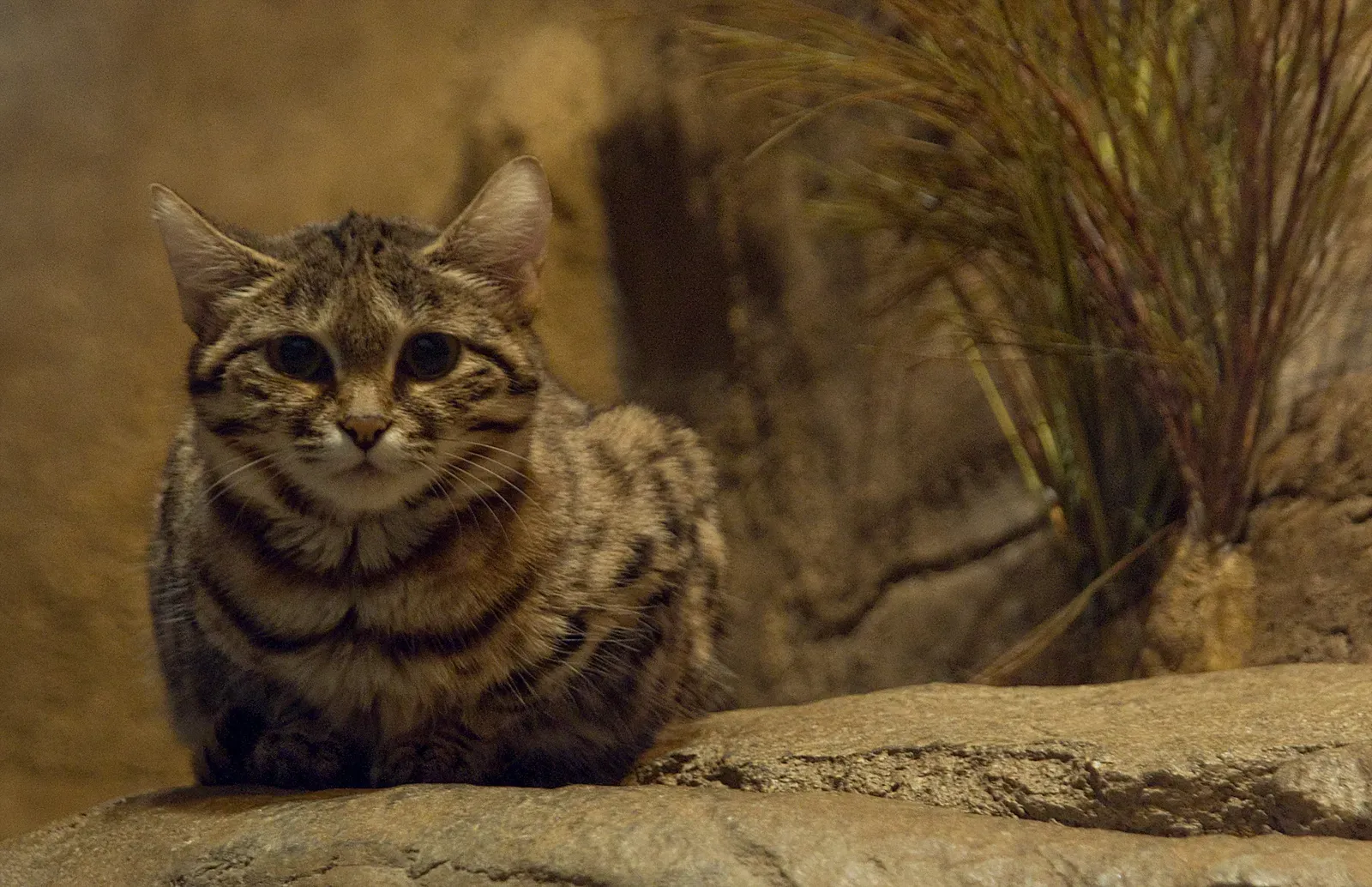 10. Black-Footed Cat – The Tiny Night Stalker With Outsized Attitude (Black-Footed Cat, CC BY 2.0)