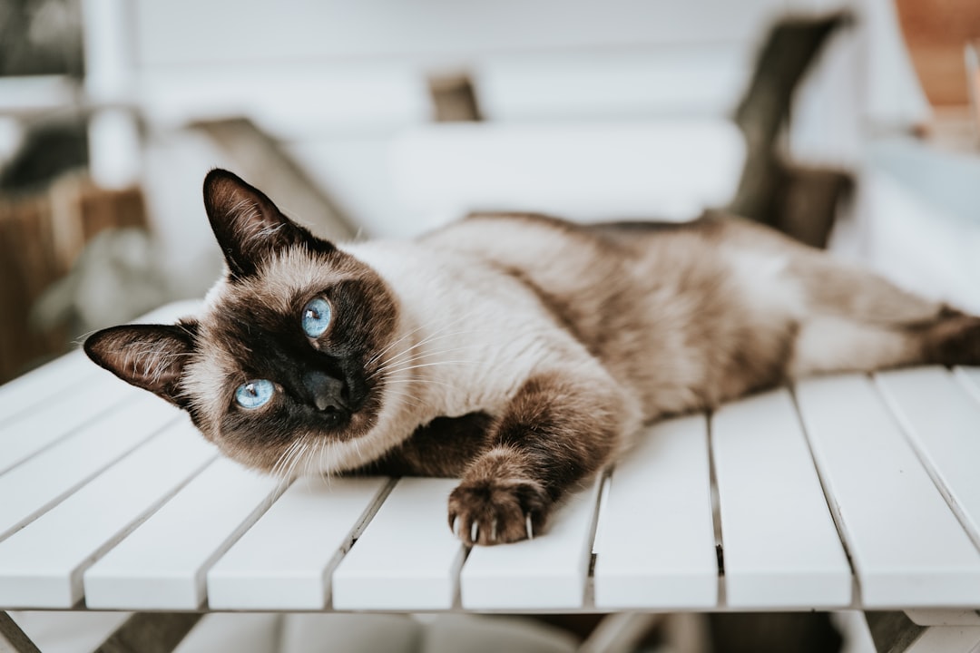 Siamese: The Long-Living Conversationalist (Image Credits: Unsplash)