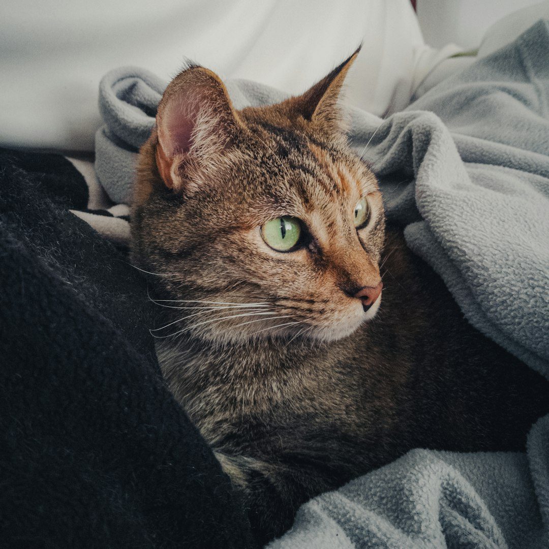 Soft Beds and Blankets – The Comfort Haven (Image Credits: Unsplash)