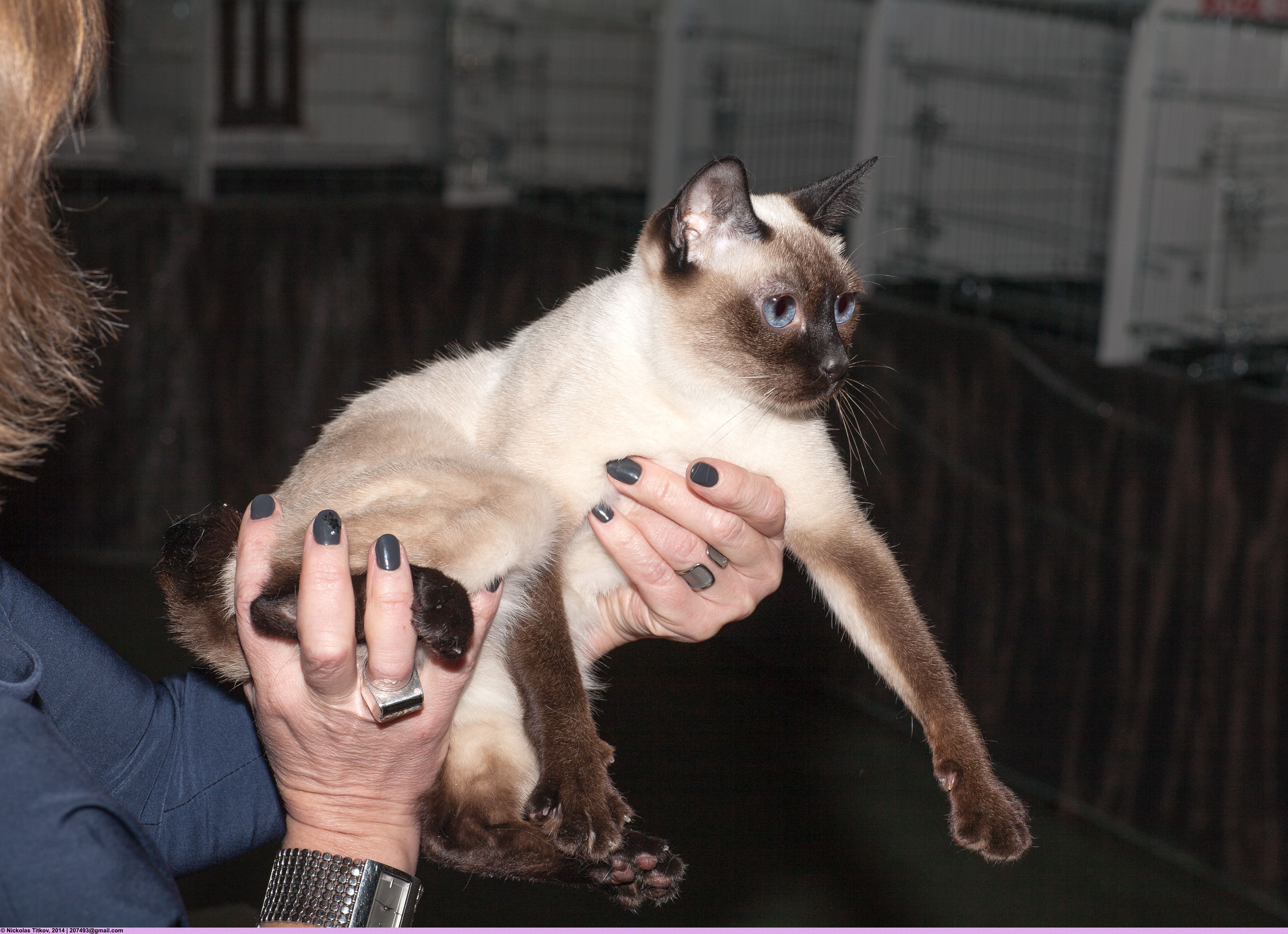 Toybob Cats: Forever Kittens with Lion Hearts (Image Credits: Wikimedia)