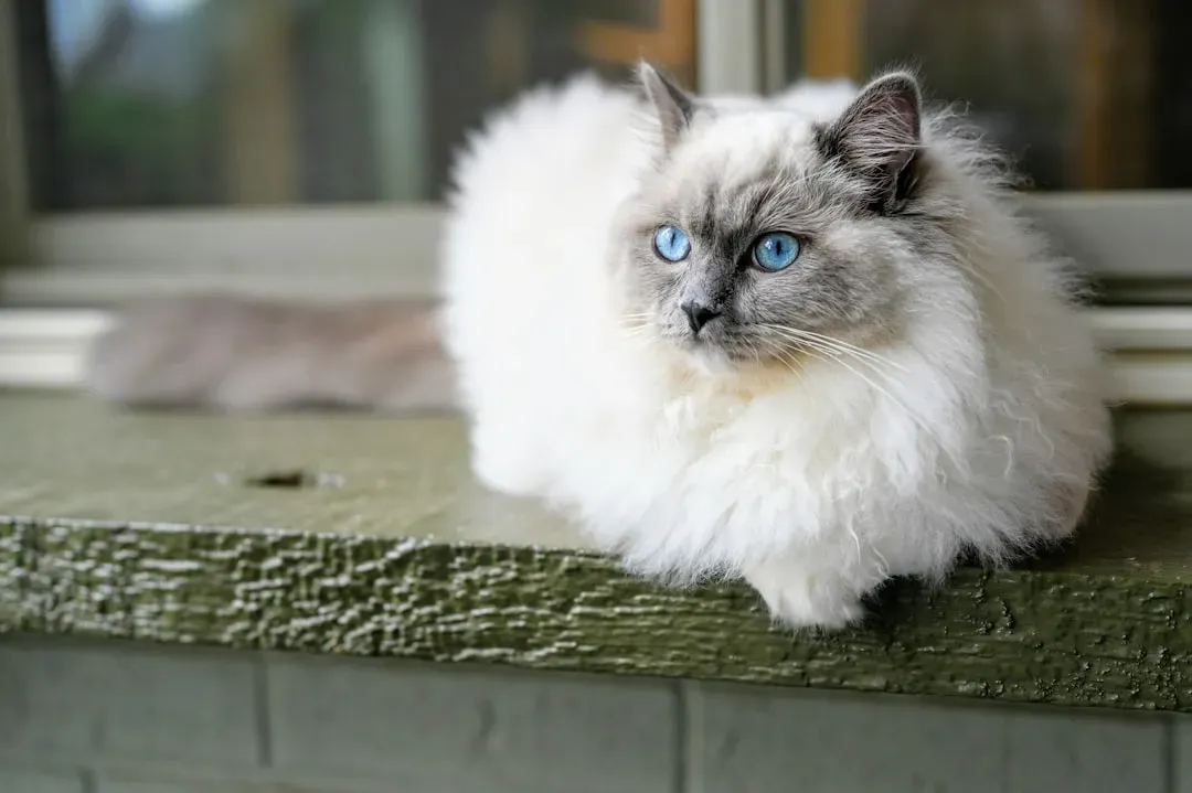 #4 Cancer: The Ragdoll (Image Credits: Unsplash)