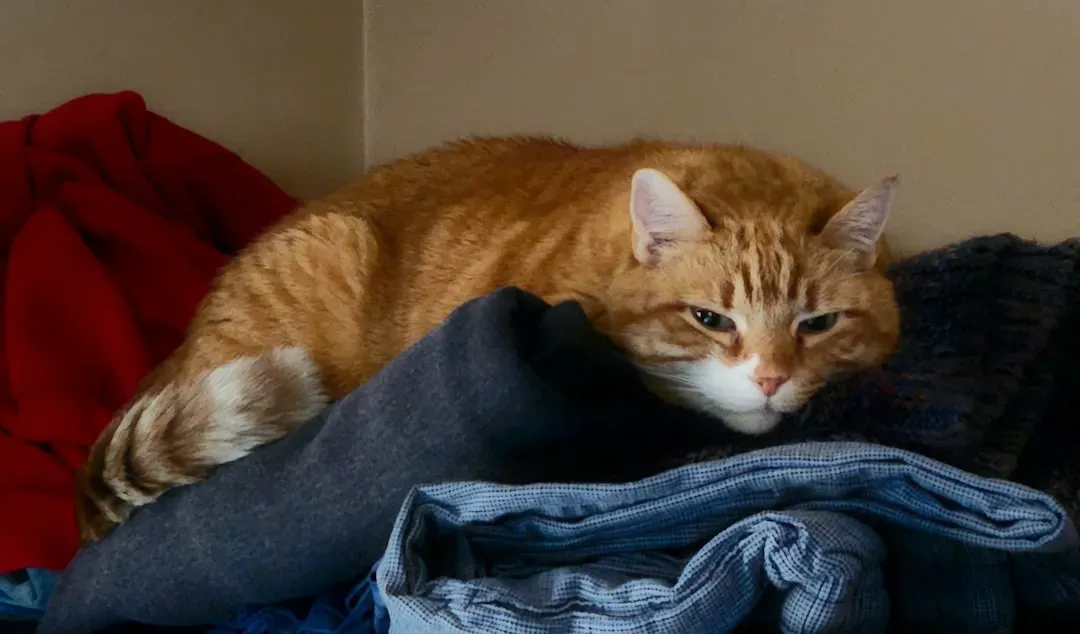 6. On Or In Your Laundry: Scent-Driven Attachment (Image Credits: Unsplash)