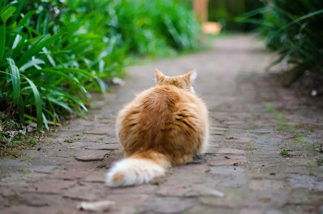 #3 Wrapping the tail around your leg or arm (Image Credits: Unsplash)