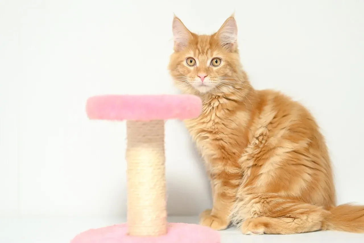 6. Maine Coon: Structured Playfulness (Image Credits: Pixabay)