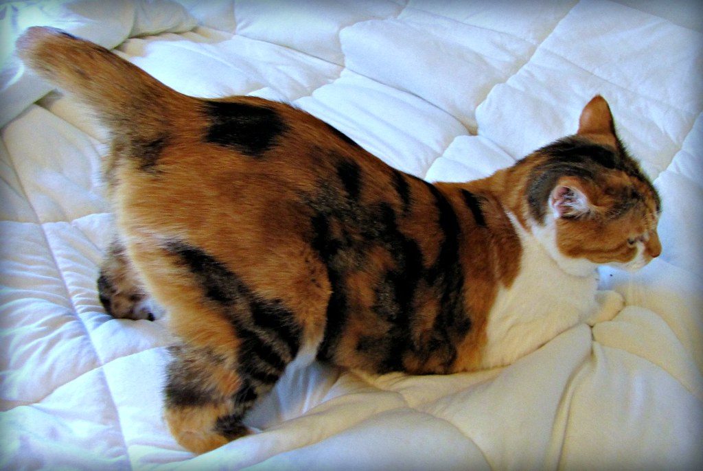 2. That Awkward Rear End Presentation (Image Credits: Flickr)