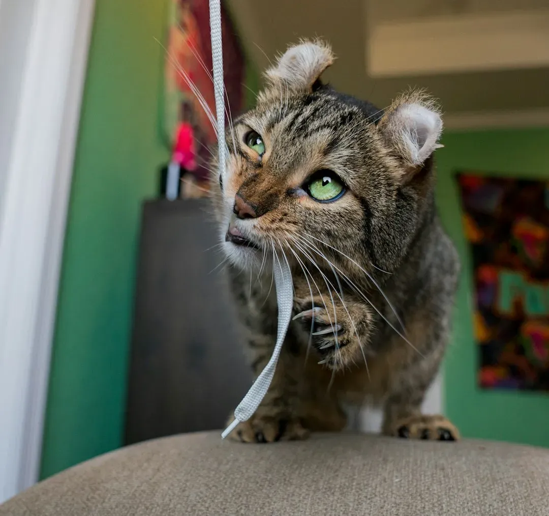 #5 String, yarn, and dangling cords (Image Credits: Unsplash)