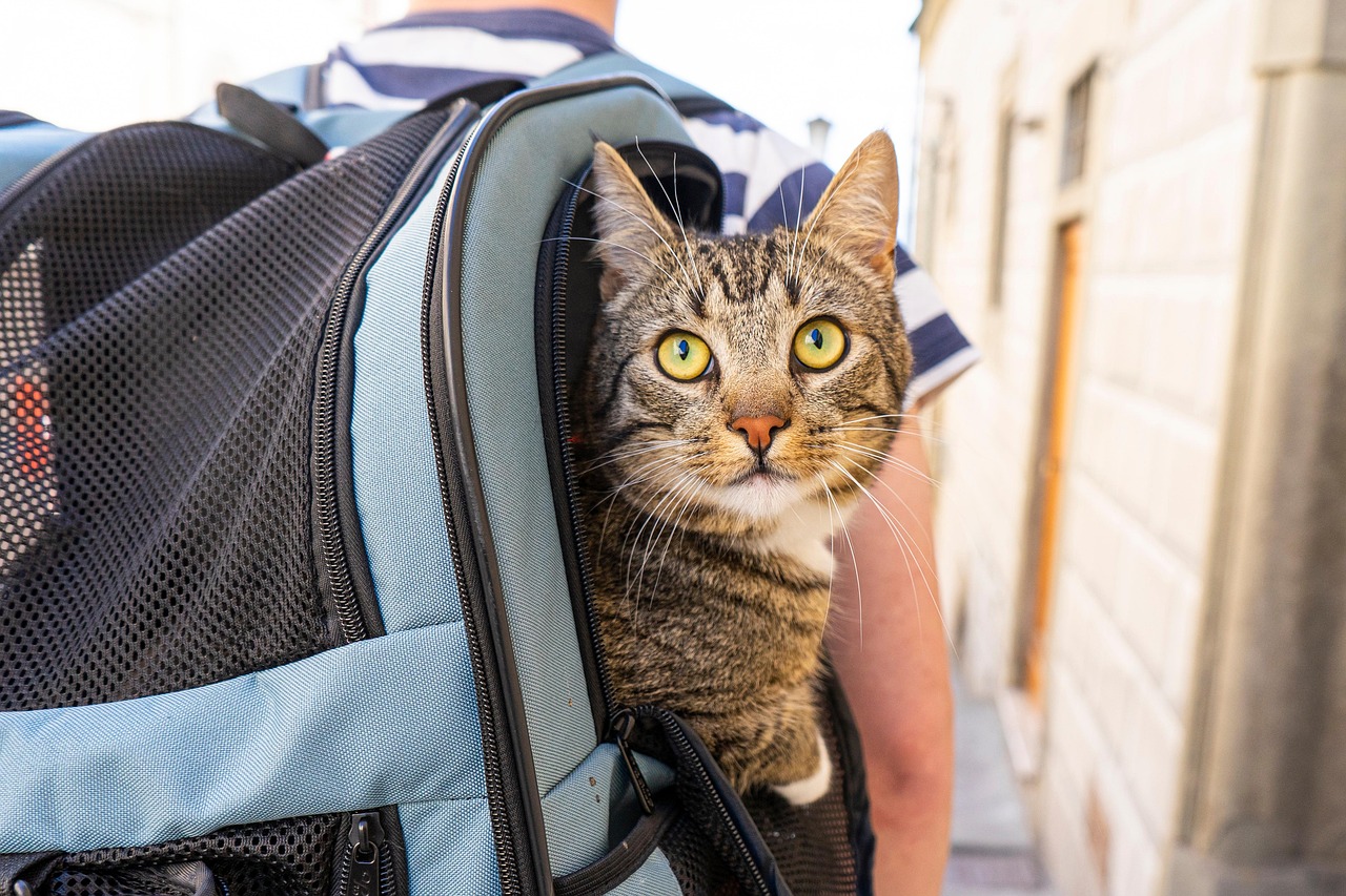 Individuals Who Frequently Move or Travel (Image Credits: Pixabay)