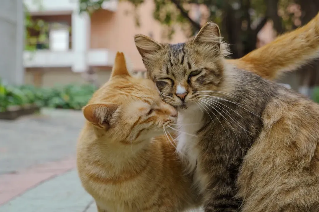 The Tail Wrap: The Feline Hug (Image Credits: Unsplash)