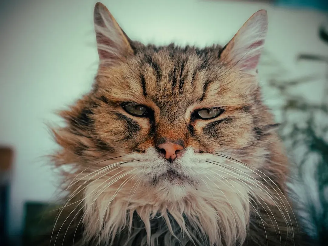 Taurus Owners and Their Stubborn Standoffs (Image Credits: Unsplash)