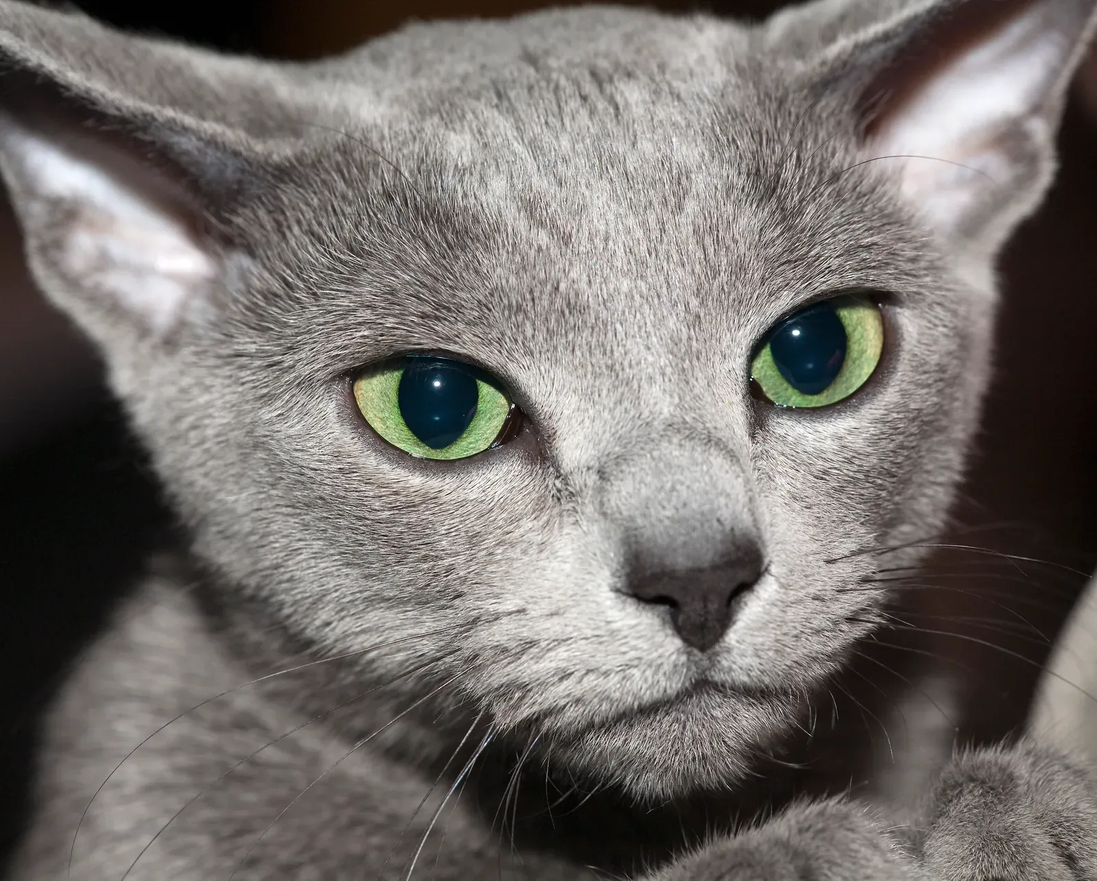 Russian Blue: The Sensitive Introvert (Image Credits: Wikimedia)