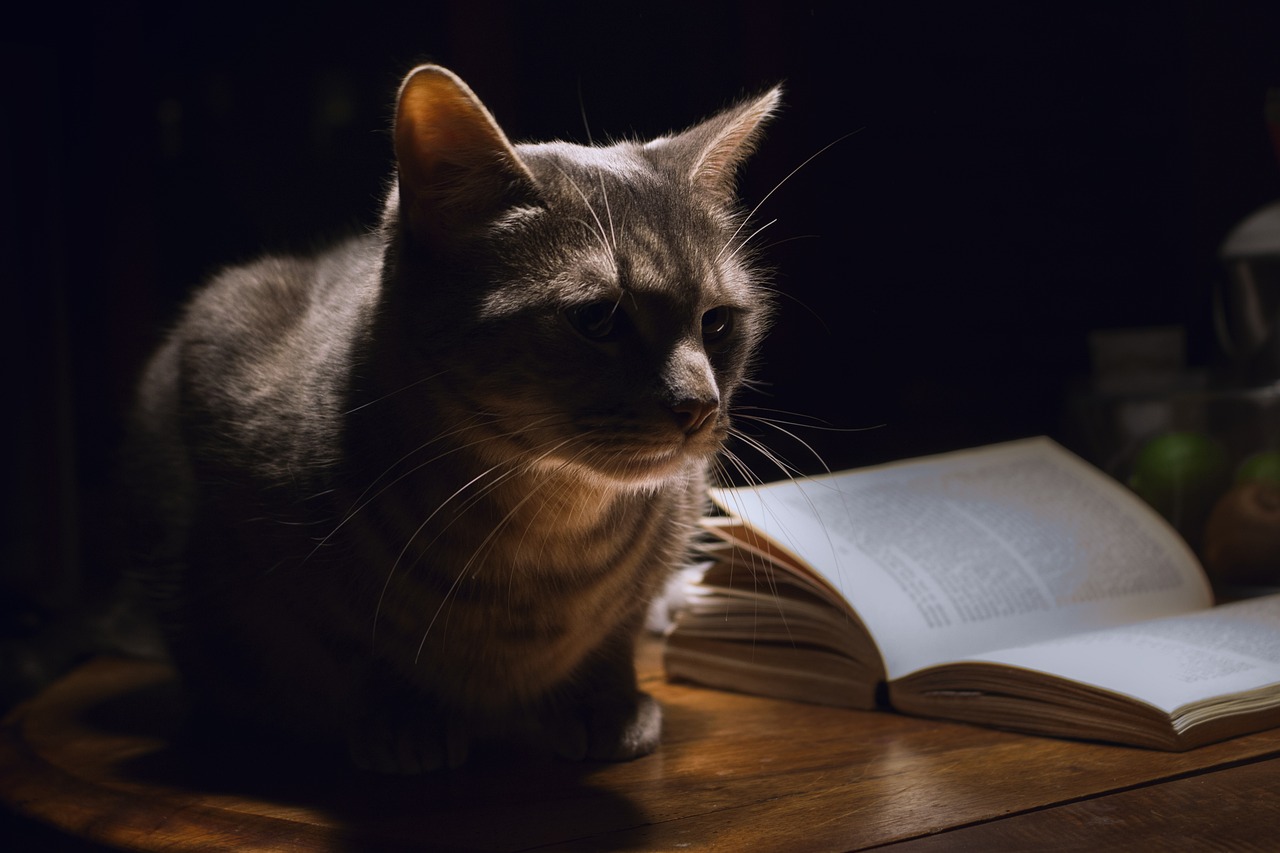 Tips for Managing Your Cat During Full Moon Periods (Image Credits: Pixabay)