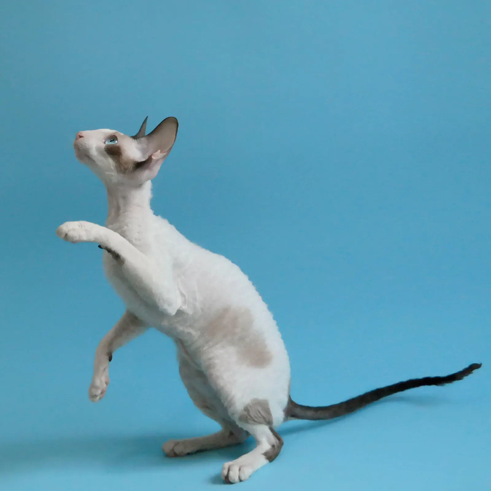 #3 Gemini: The Cornish Rex (By Alexandre Gonçalves, CC BY-SA 4.0)