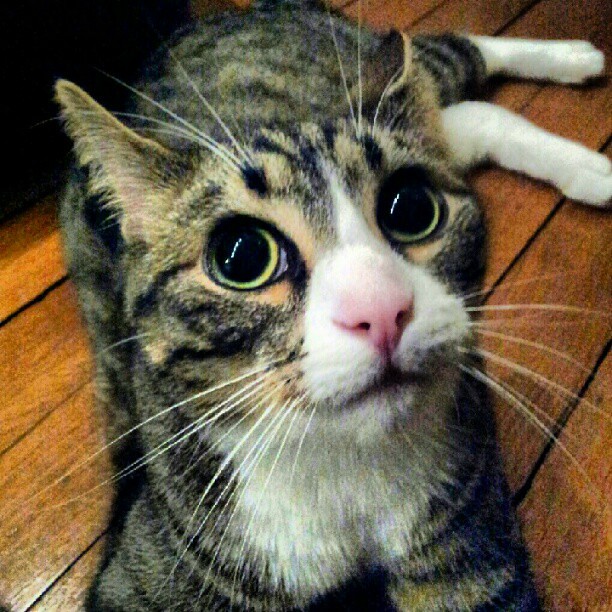 Punishing Natural Behaviors (Image Credits: Flickr)