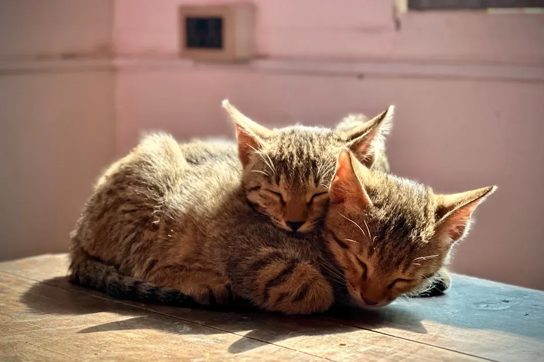 Sleeping Side by Side (Image Credits: Unsplash)