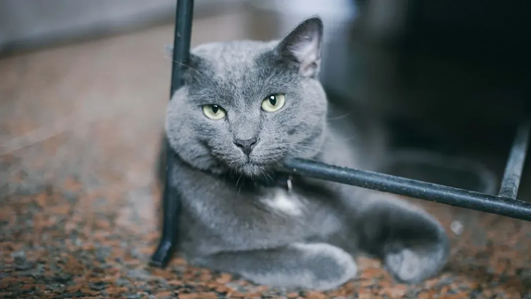 8. Russian Blue: The Reserved Observer Who Comforts On Their Own Terms (Image Credits: Unsplash)