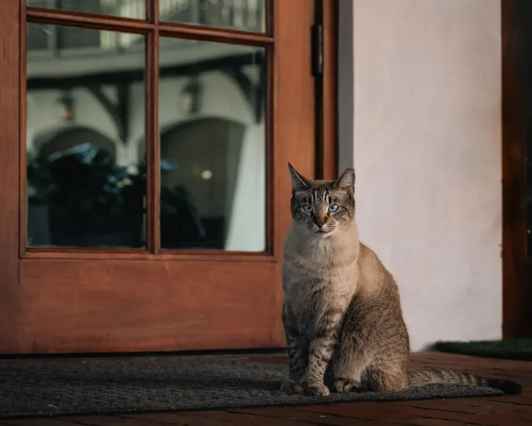 1. Your Cat Plants Itself Between You and Something Unknown (Image Credits: Unsplash)