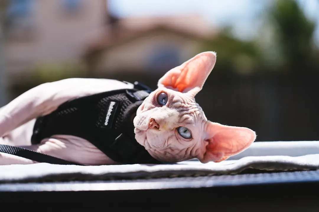 4. Sphynx: The Heat-Seeking Companion (Image Credits: Unsplash)