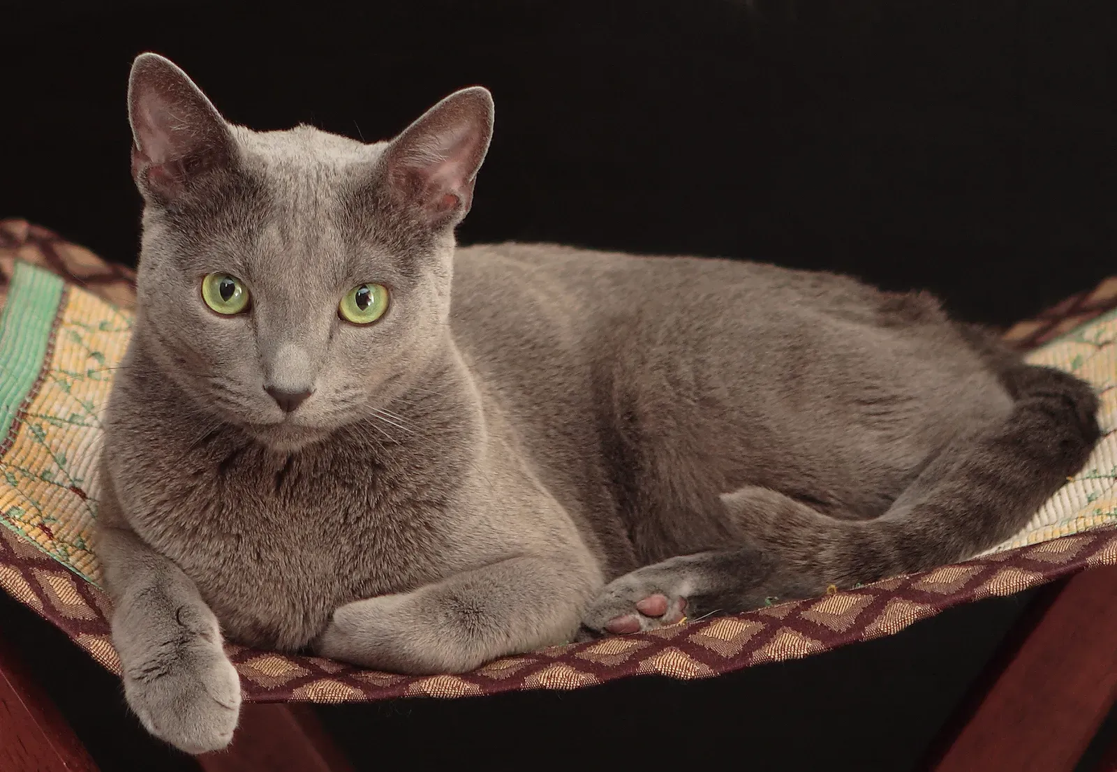 Russian Blue: Anxious and Unpredictable (Image Credits: Wikimedia)
