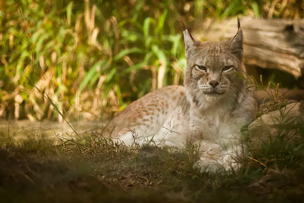 Conclusion: The Whisper We Must Learn to Hear (Image Credits: Flickr)