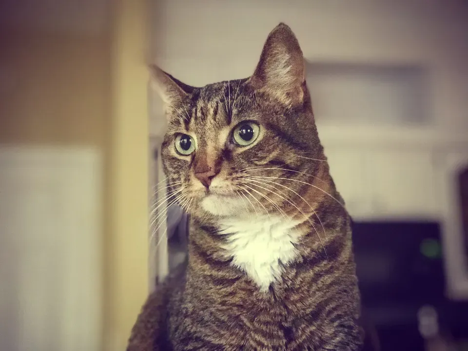 Conclusion (Image Credits: Stocksnap)