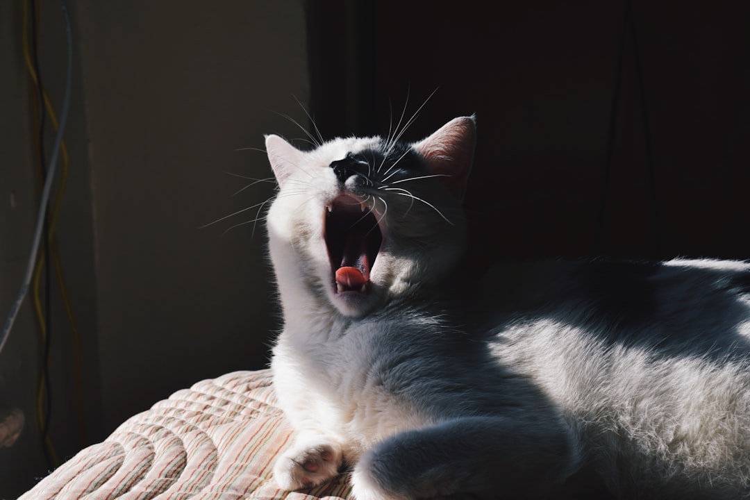 Behavioral Changes Cat Owners Report (Image Credits: Unsplash)