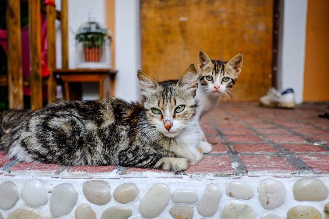 The Mother-Kitten Connection: Learning Communication (Image Credits: Unsplash)