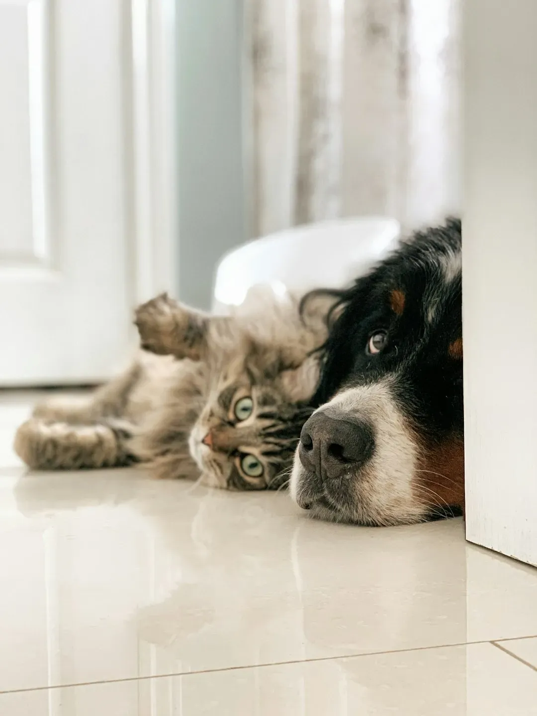 How Cats Show Love Differently Than Dogs (Image Credits: Unsplash)