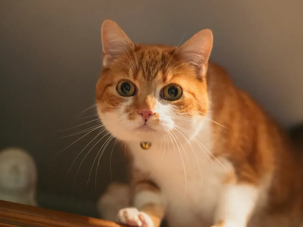 Indoor Cats Have the Strongest Hunting Instincts (Image Credits: Flickr)