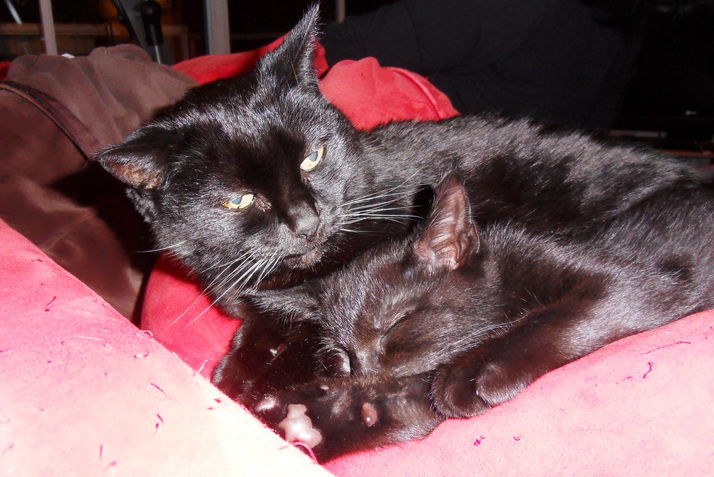 Bat Echolocation Calls (Image Credits: Flickr)