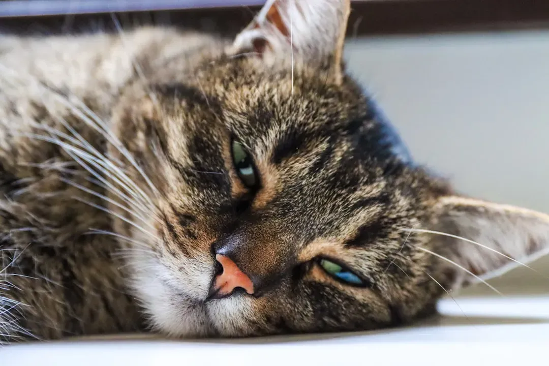 Feline Hyperesthesia Syndrome: When Staring Becomes a Warning Sign (Image Credits: Unsplash)