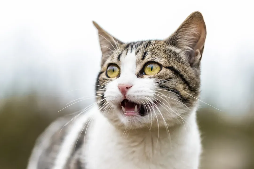 A Hoarse or Raspy Meow Could Be a Physical Warning Sign (Image Credits: Unsplash)