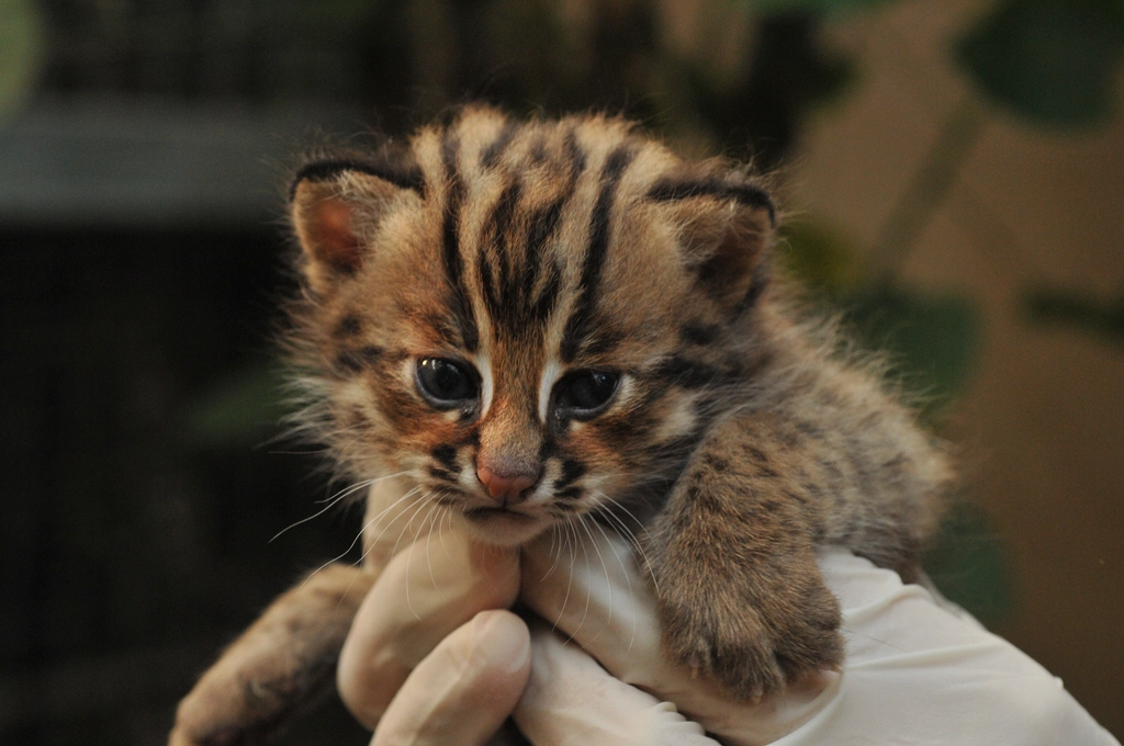 Early Socialization Shapes Attachment Patterns (Image Credits: Rawpixel)