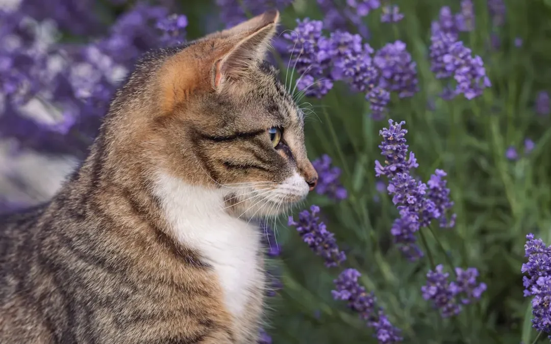 Lavender: Proceed with Extreme Caution (Image Credits: Unsplash)