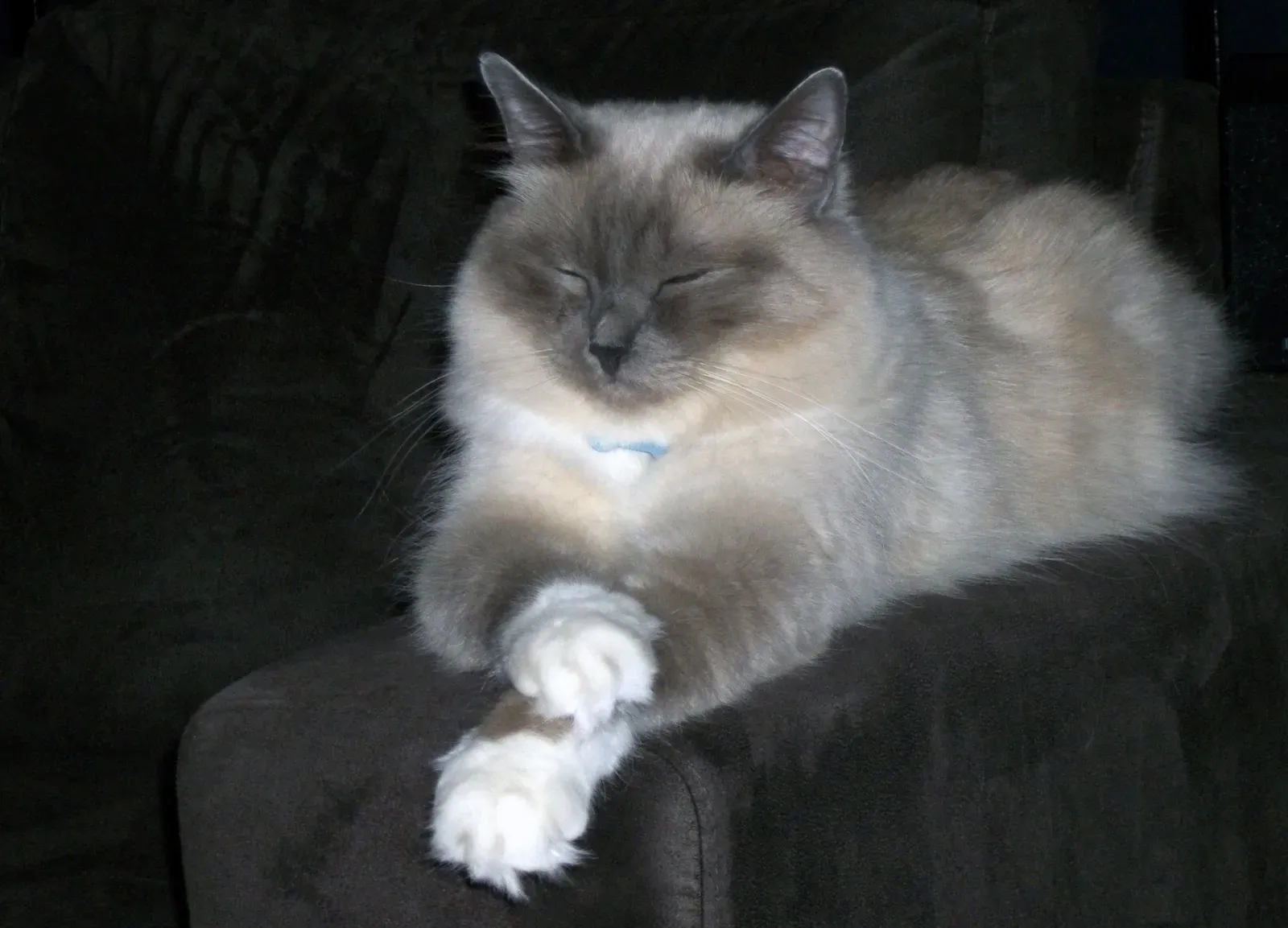 8. Birman: Bonded For Life (Image Credits: Wikimedia)