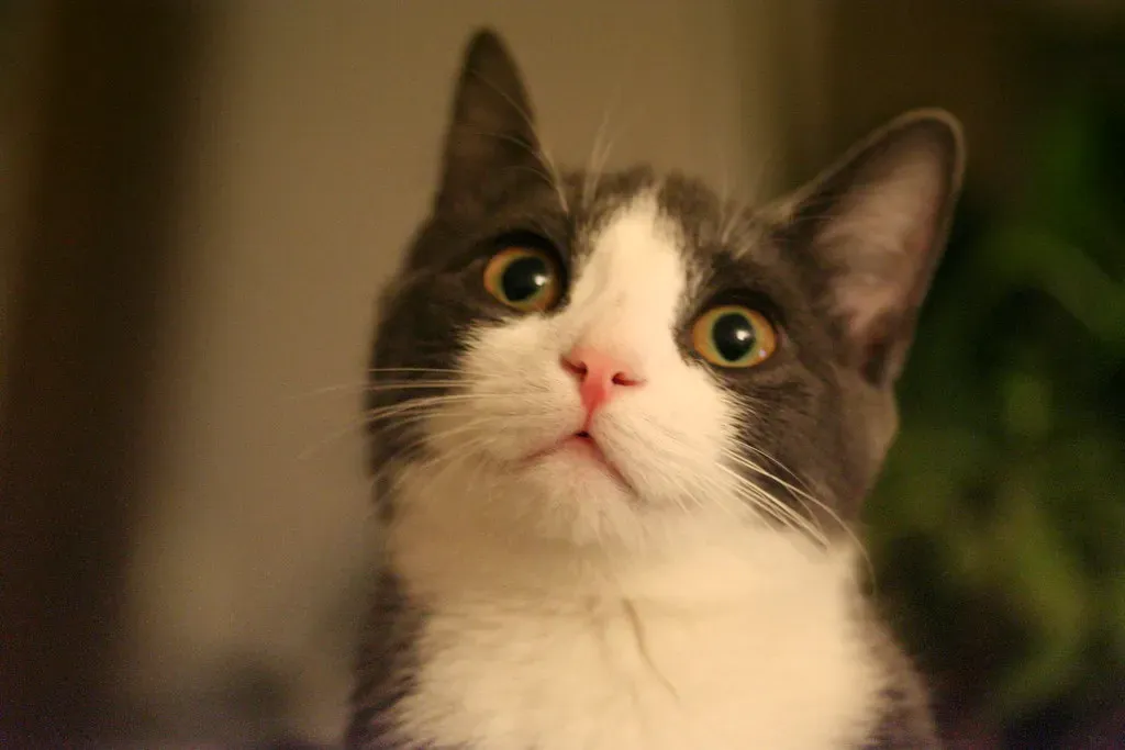 The Purr Is Not Always What You Think (Image Credits: Flickr)