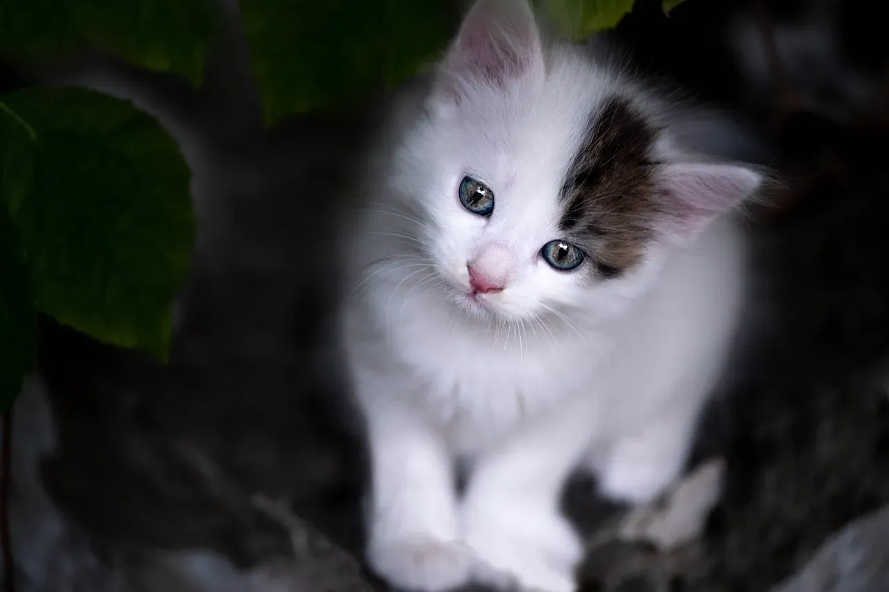 #7 - The First "Gotcha Day" Anniversary (Month 12) (Image Credits: Pixabay)
