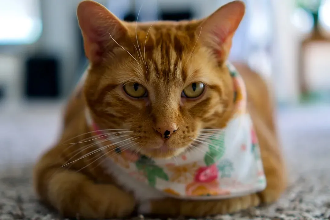 Whiskers and Ears Tell a Different Story Than the Eyes (Image Credits: Unsplash)