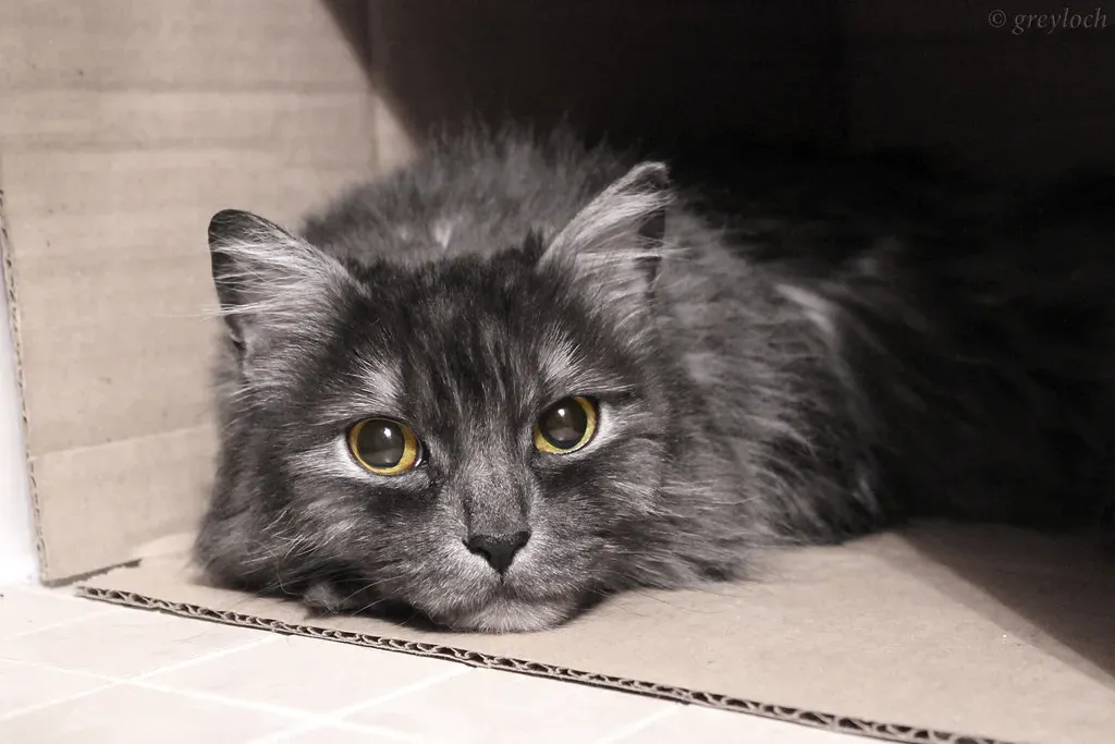 8. Old Age and Cognitive Changes Are Playing a Role (greyloch, Flickr, CC BY-SA 2.0)