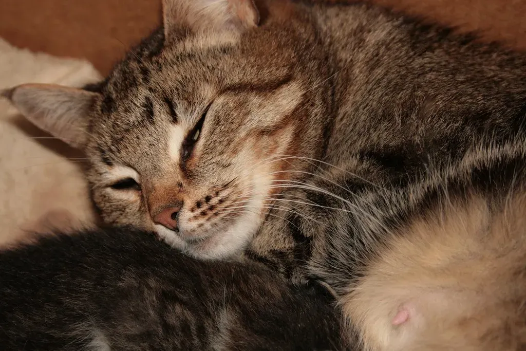 You're Petting Them All Wrong (Image Credits: Flickr)