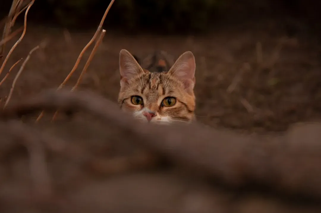 3. The Hunting Stare - Ancient Predator Mode Activated (Image Credits: Unsplash)