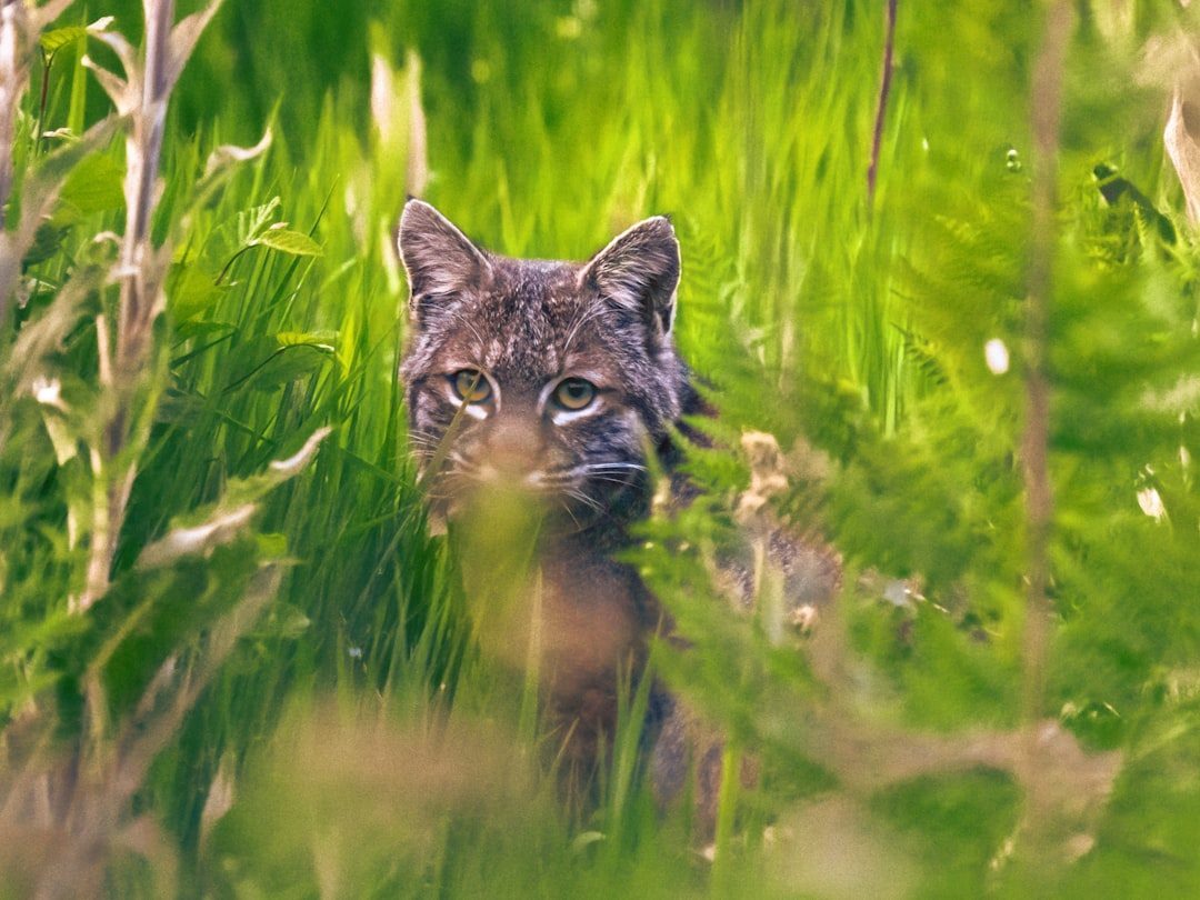 Bobcats: Powerful Predators in Deceptively Small Packages (Image Credits: Unsplash)