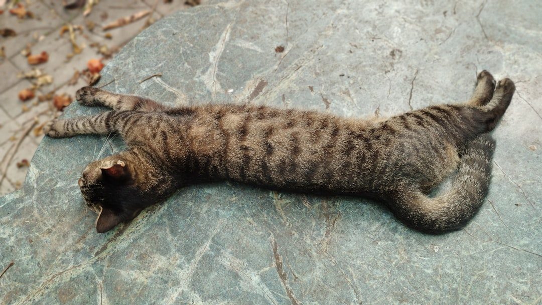 Flexible Spine and Missing Collarbone: The Perfect Design (Image Credits: Unsplash)