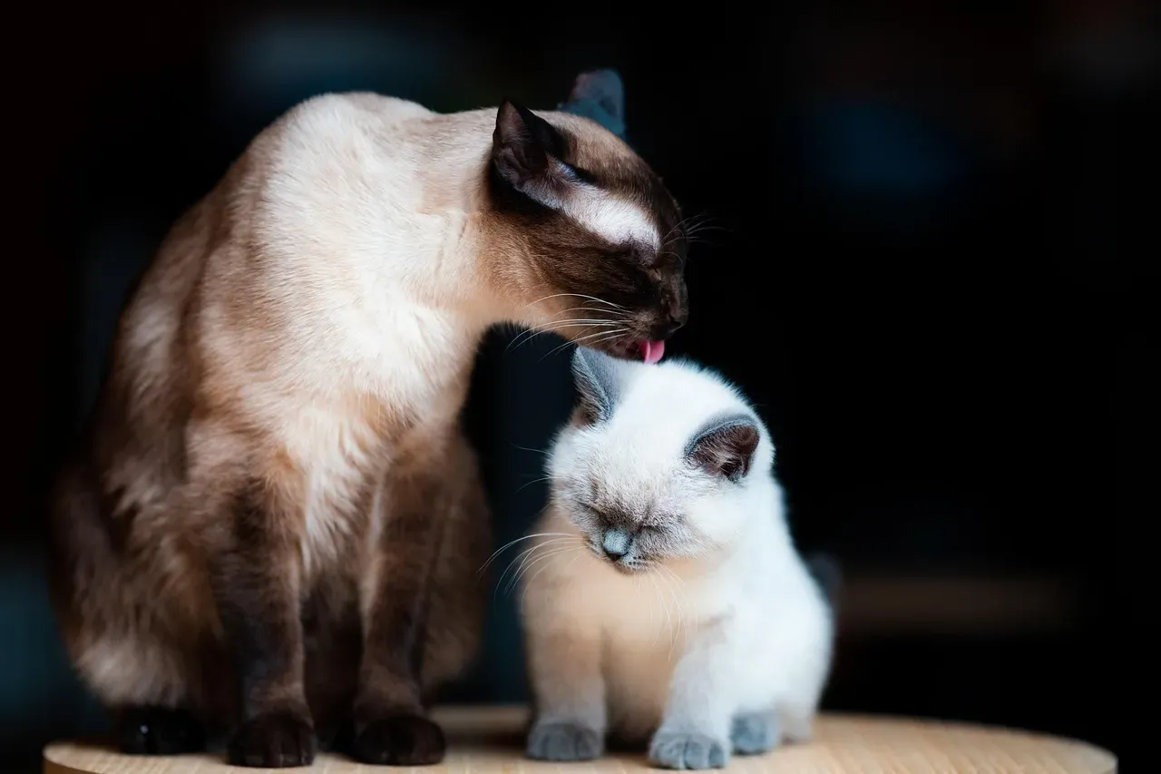 Younger Cats Learn Social Skills From Their Housemates Naturally (Image Credits: Pixabay)