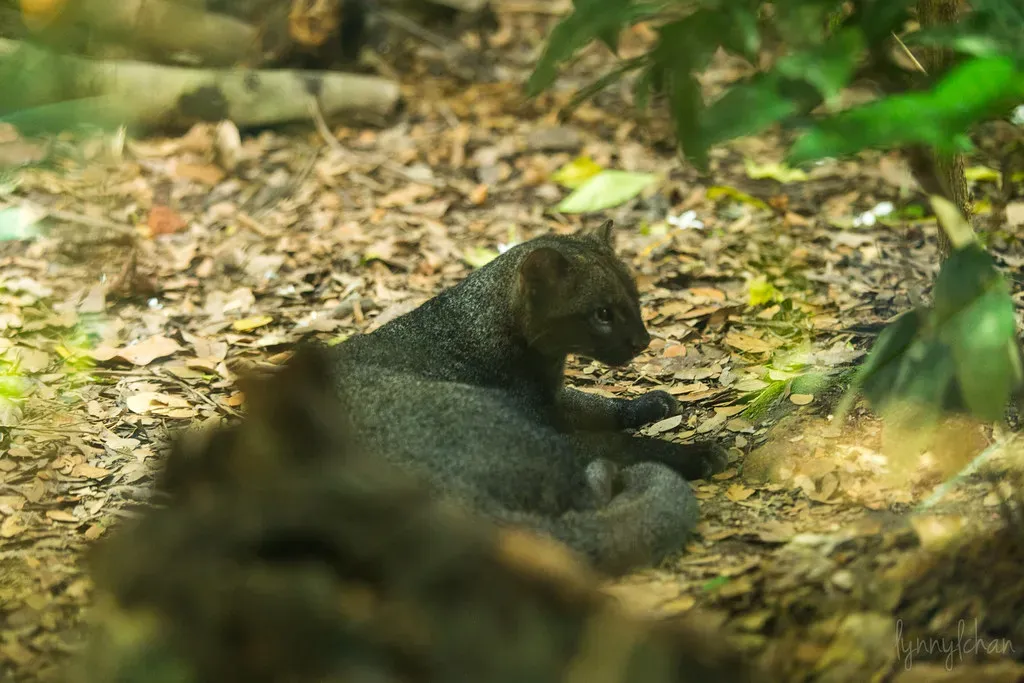Why Jaguarundis Disappeared From American Soil (Image Credits: Flickr)