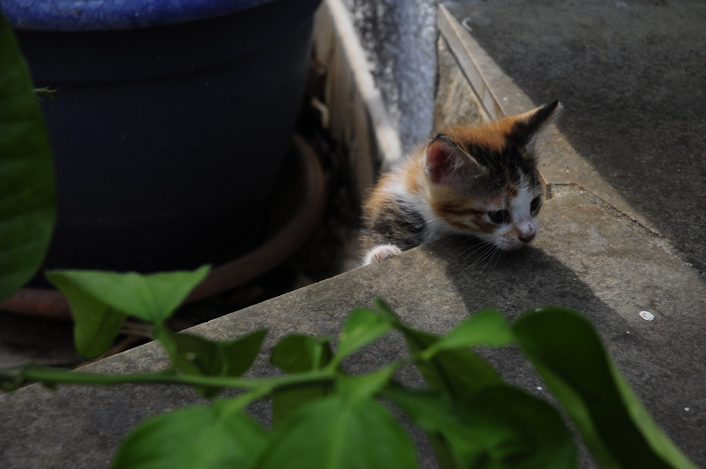 Innate Climbing Instincts and Physical Capabilities (Image Credits: Flickr)