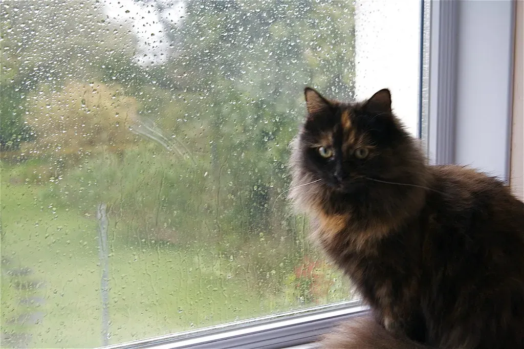 Gentle Rain and Nature Sounds (Image Credits: Flickr)